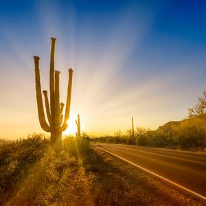 SAGUARO NATIONAL PARK Ondergaande zon van Melanie Viola