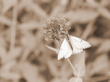 Greater veined white in sepia by Jose Lok