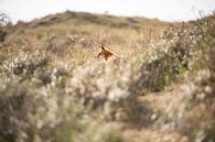 Vos in de Amsterdamse Waterleidingduinen Nederland van Nanda Bussers thumbnail