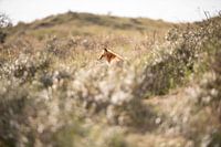 Vos in de Amsterdamse Waterleidingduinen Nederland