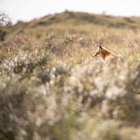 Fox in the Amsterdam Water Supply Dunes Netherlands by Nanda Bussers