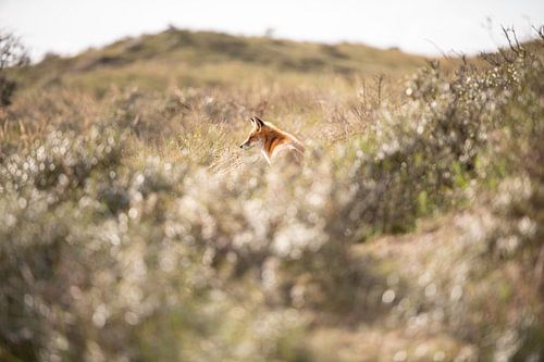 Vos in de Amsterdamse Waterleidingduinen Nederland