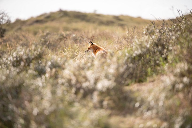 Vos in de Amsterdamse Waterleidingduinen Nederland van Nanda Bussers
