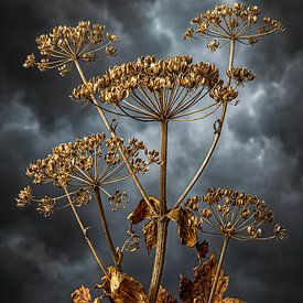 Golden Umbrella Dramatic Nature Art by Max Steinwald