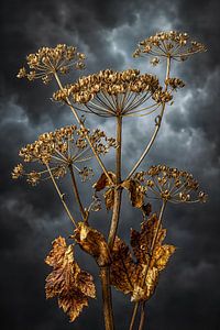 Goldene Dolde Dramatische Naturkunst