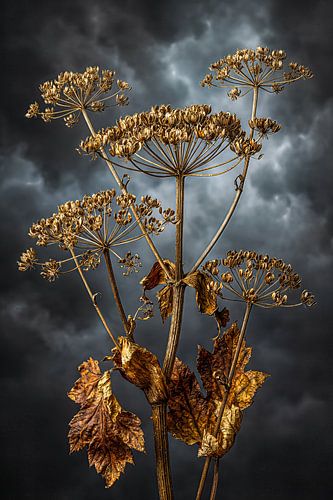 Gouden bloemschermen Dramatische natuurlijke kunst
