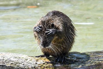 Nutria hät sich die Ohren zu