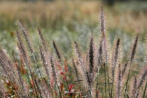 Herbes ornementales