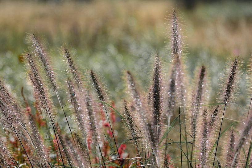 Ziergras von Marian Sintemaartensdijk
