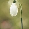 Schneeglöckchen von caroline wijnmaalen
