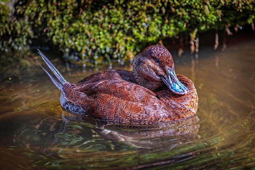 Duck by Rob Boon