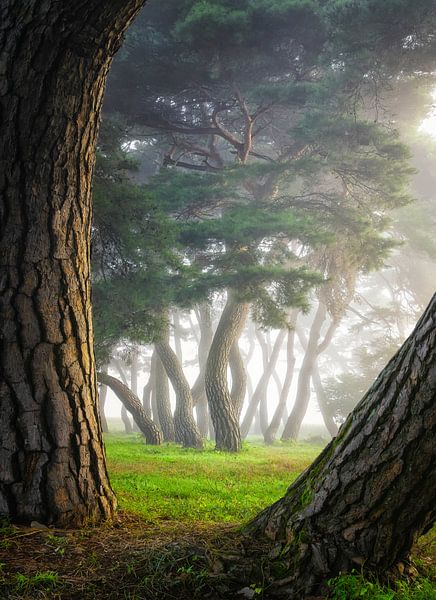 Pine tree by Tiger Seo