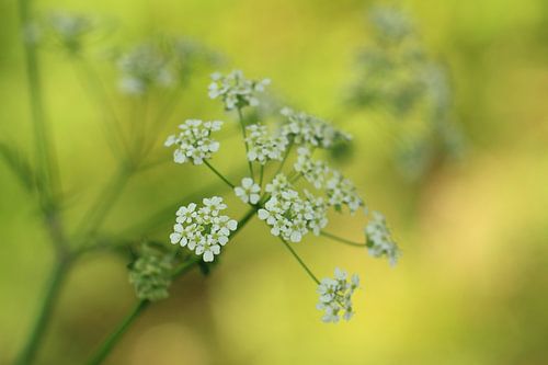 Cow parsley