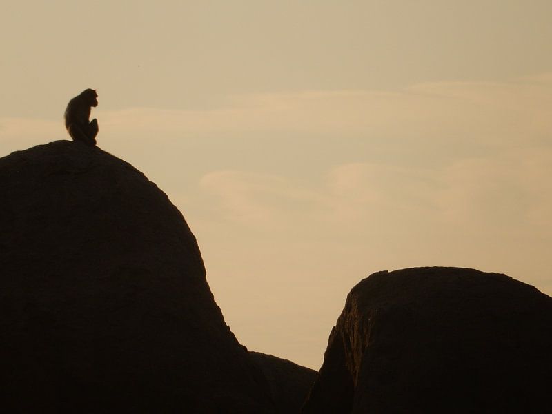 Aapje met overzicht by mark schreuder