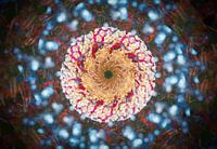 L'absorption multiple d'un champignon