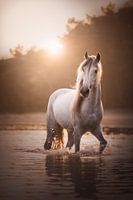 Etalon blanc magique | chevaux | coucher de soleil