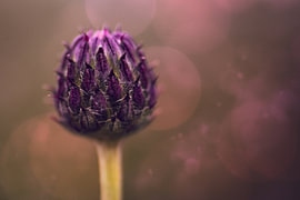Knospe einer Kornblume – Makroaufnahme vor rosafarbenem Bokeh von Laura Georgi Tier- und Ladschaftsfotografie