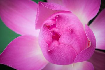 Lotus bloem van Jeroen Langeveld, MrLangeveldPhoto