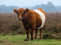 Galloway Lakenvelder
