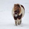 Pony in de sneeuw van Tessa Dommerholt
