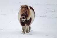 Pony in de sneeuw van Tessa Dommerholt thumbnail