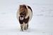 Pony in de sneeuw van Tessa Dommerholt