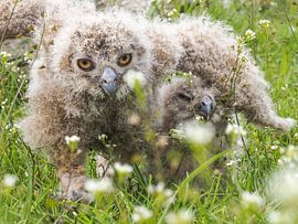 Chouette européenne sur Loek Lobel