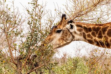 Giraf aan het eten van Photo By Nelis