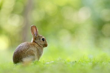 Kaninchen in Grün von Roeselien Raimond