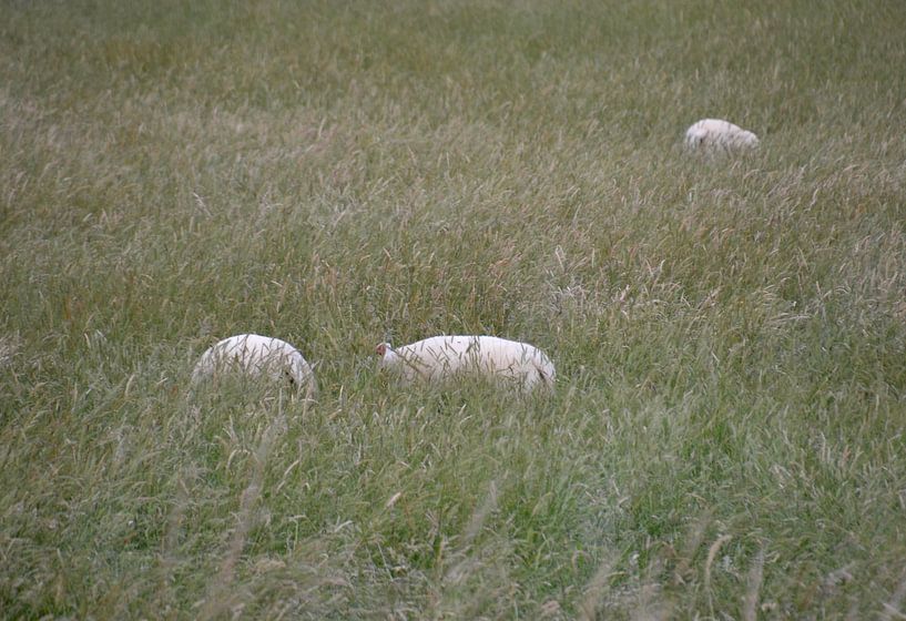 Schapen by Johan Hesselbach