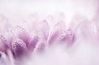 Pink Dahlia von Sense Photography Miniaturansicht