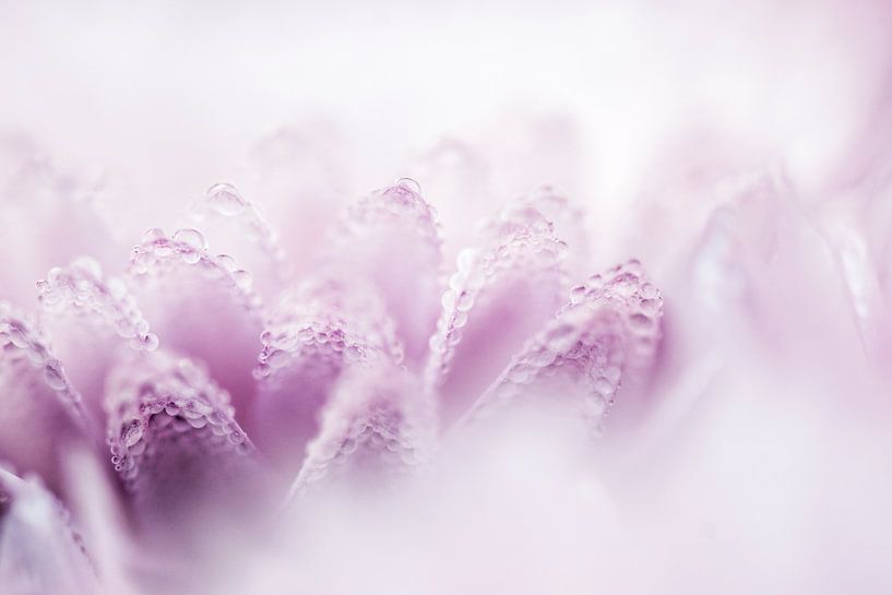 Pink Dahlia by Sense Photography