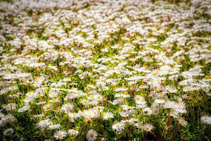 Blumenwiese mit vielen blühenden Gänseblümchen im Frühling mit Weichzeichner und Bokeh