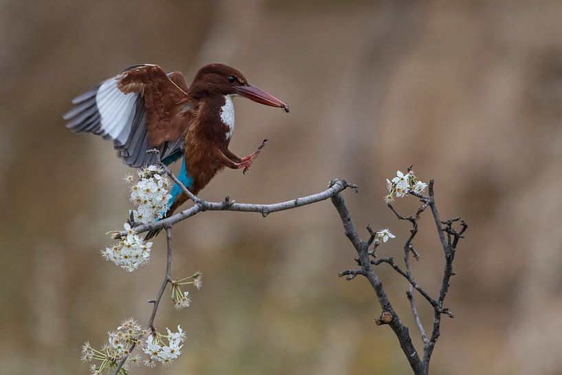 alle meisten Landungen von Amnon Eichelberg