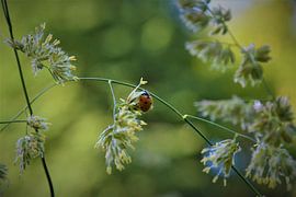 Ladybug by Michael van Eijk