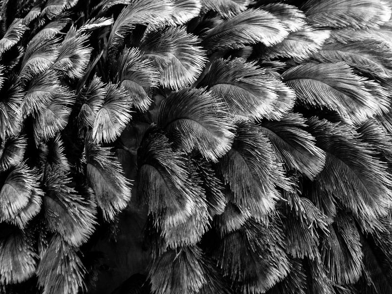 Ostrich feathers by Eric Nagel