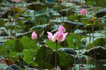 Large Water Lilies Bogor Botanical Garden
