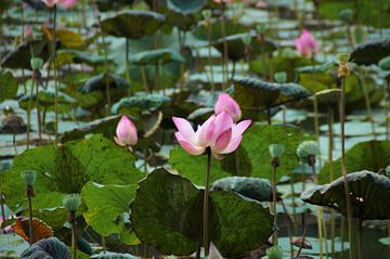 Grote Waterlelies Bogor Botanische Tuin van Maurits Bredius