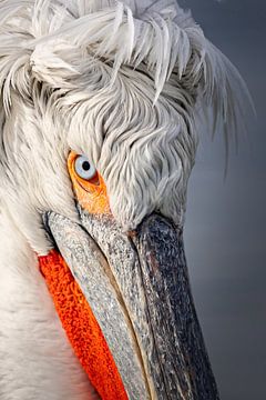 Close-up Crucian Pelican