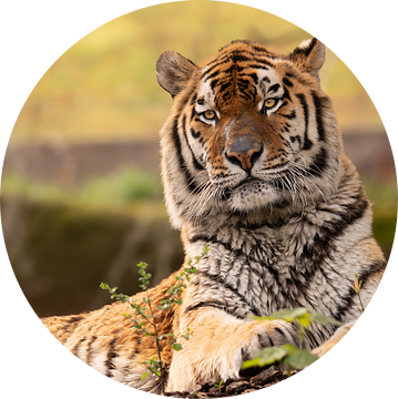 Siberian tiger van Nicola Mathu