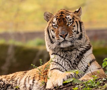 Sibirischer Tiger von Nicola Mathu