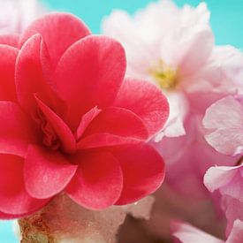 Camélia avec sakura sur célestine sur Ivonne Fuhren-van de Kerkhof