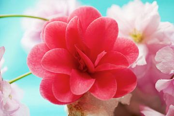 Kamelie mit Sakura auf Celestine von Ivonne Fuhren-van de Kerkhof