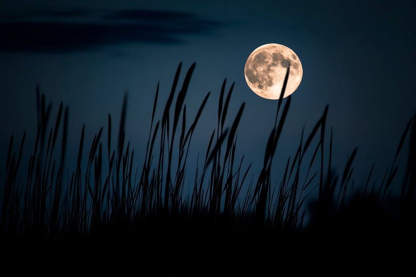 Full moon night by Poster Art Shop