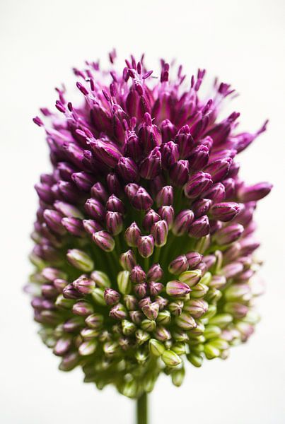 Close-up of a Purple Flower in Button by Crystal Clear