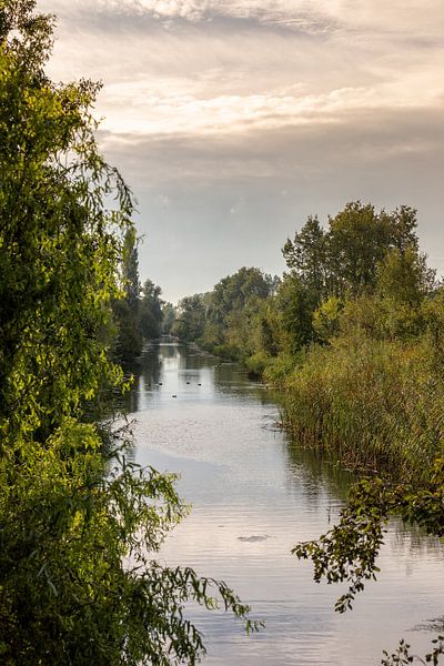 Automne De Elzen Dordrecht par Rob van der Teen