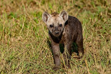 kleine hyena van Peter Michel