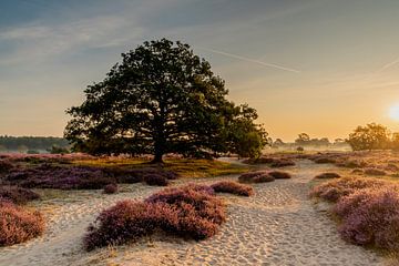 Paarse ochtendstond van Dieverdoatsie Fotografie