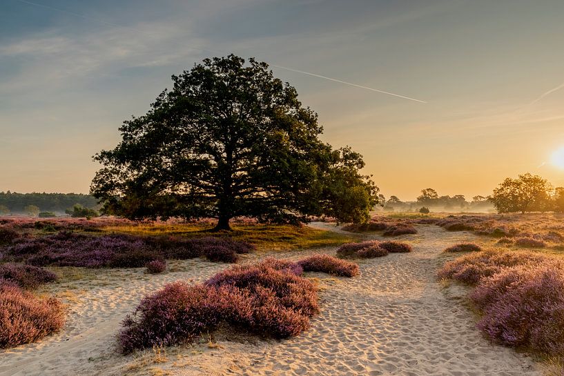 Purple dawn by Dieverdoatsie Fotografie