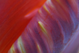 Jeu de couleurs dans une tulipe sur Wim Priem